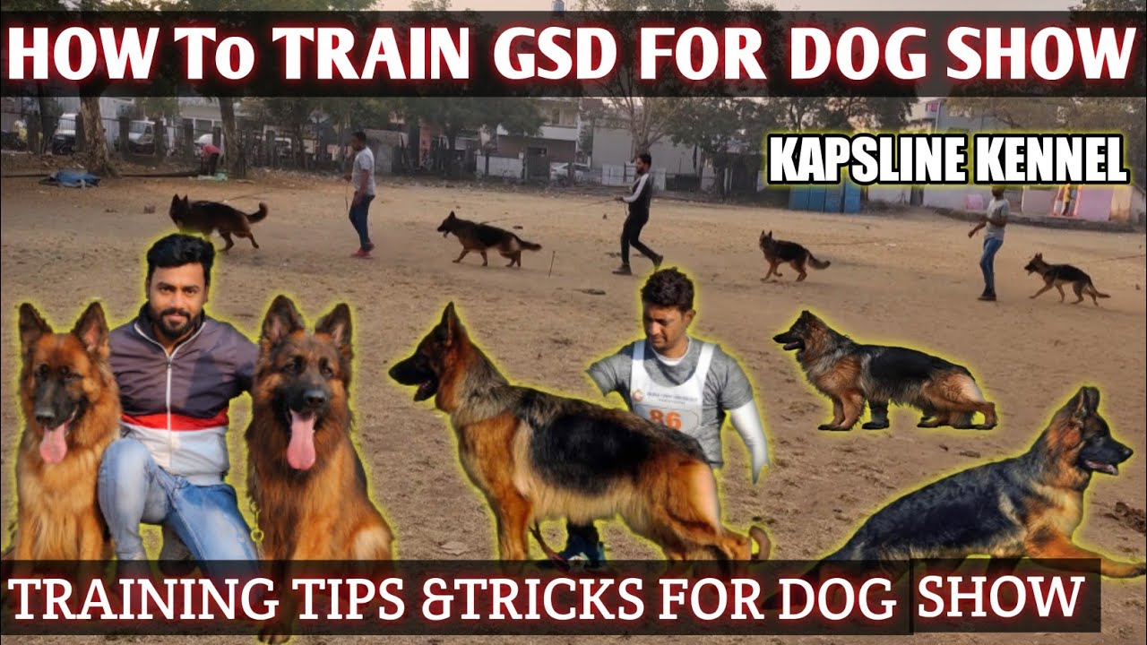 How To Train The German Shepherd Dog's For Dog Show 😍 || आप अपने डॉग भी ट्रेन कर सकते हो  🔥 ||Nagpur