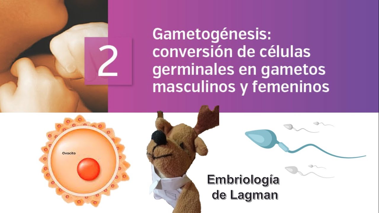 TEMA 2 EMBRIOLOGIA:GAMETOGÉNESIS: CONVERSIÓN DE CÉLULAS GERMINALES EN GAMETOS MASCULINOS Y FEMENINOS