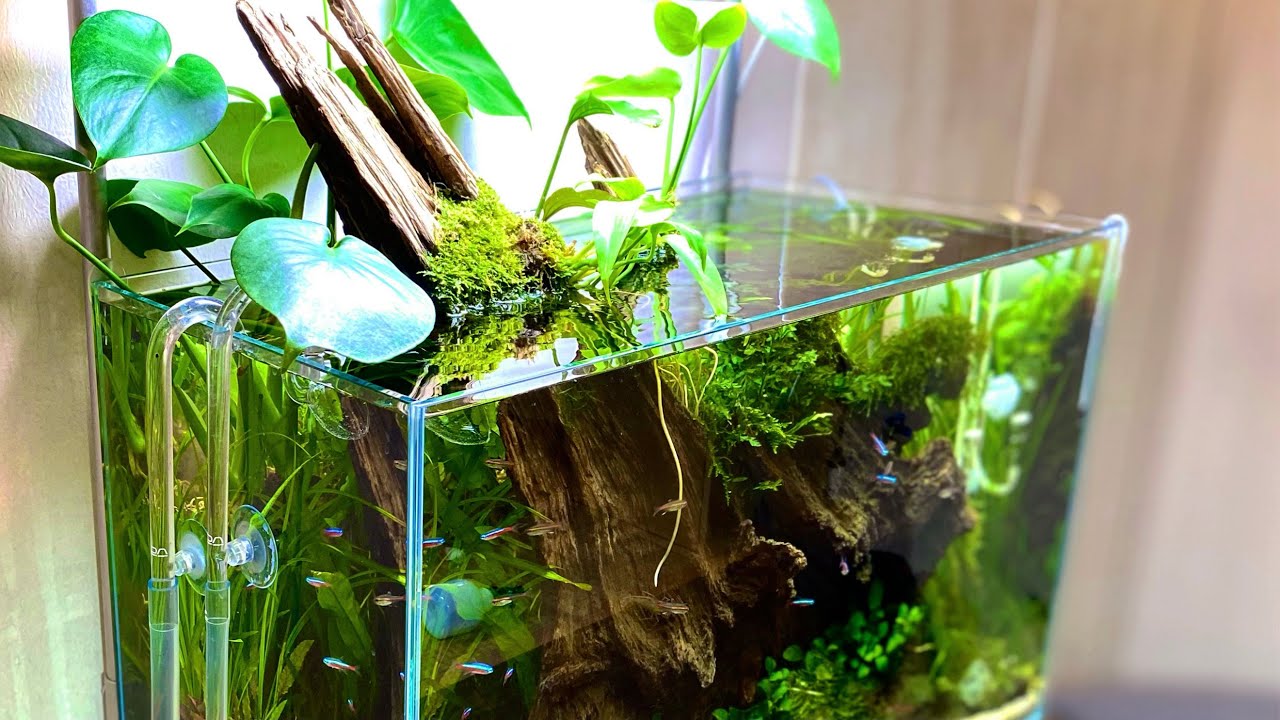 The 2020's Aquascape Setup Compilation