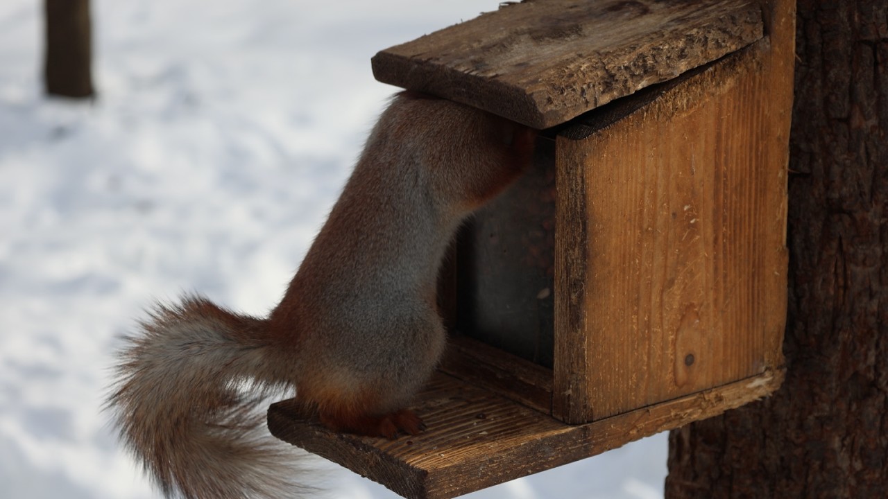 Знакомая белка у кормушки. Зарисовка / A familiar squirrel at the feeder. The sketch