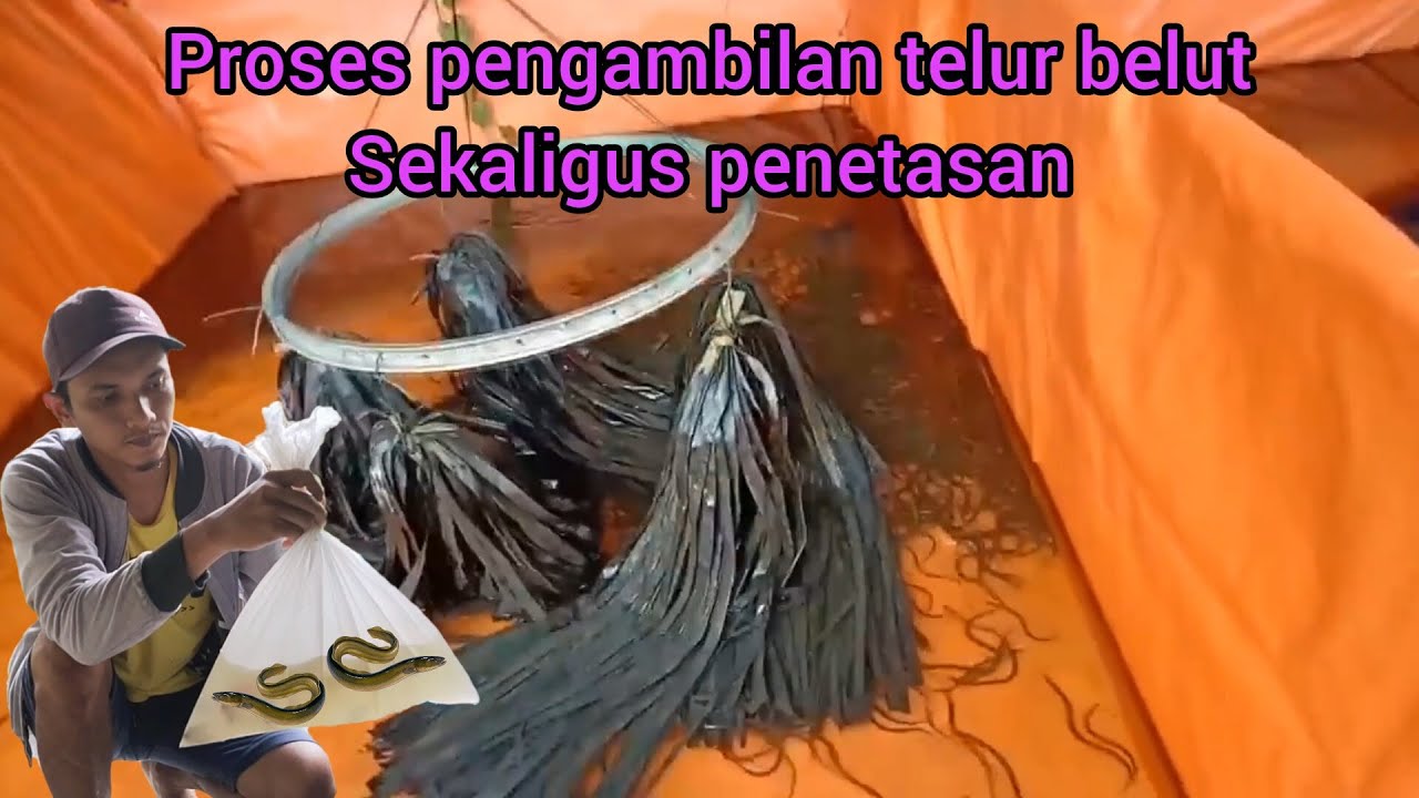 Proses pengangkatan telur belut sekaligus penetasan
