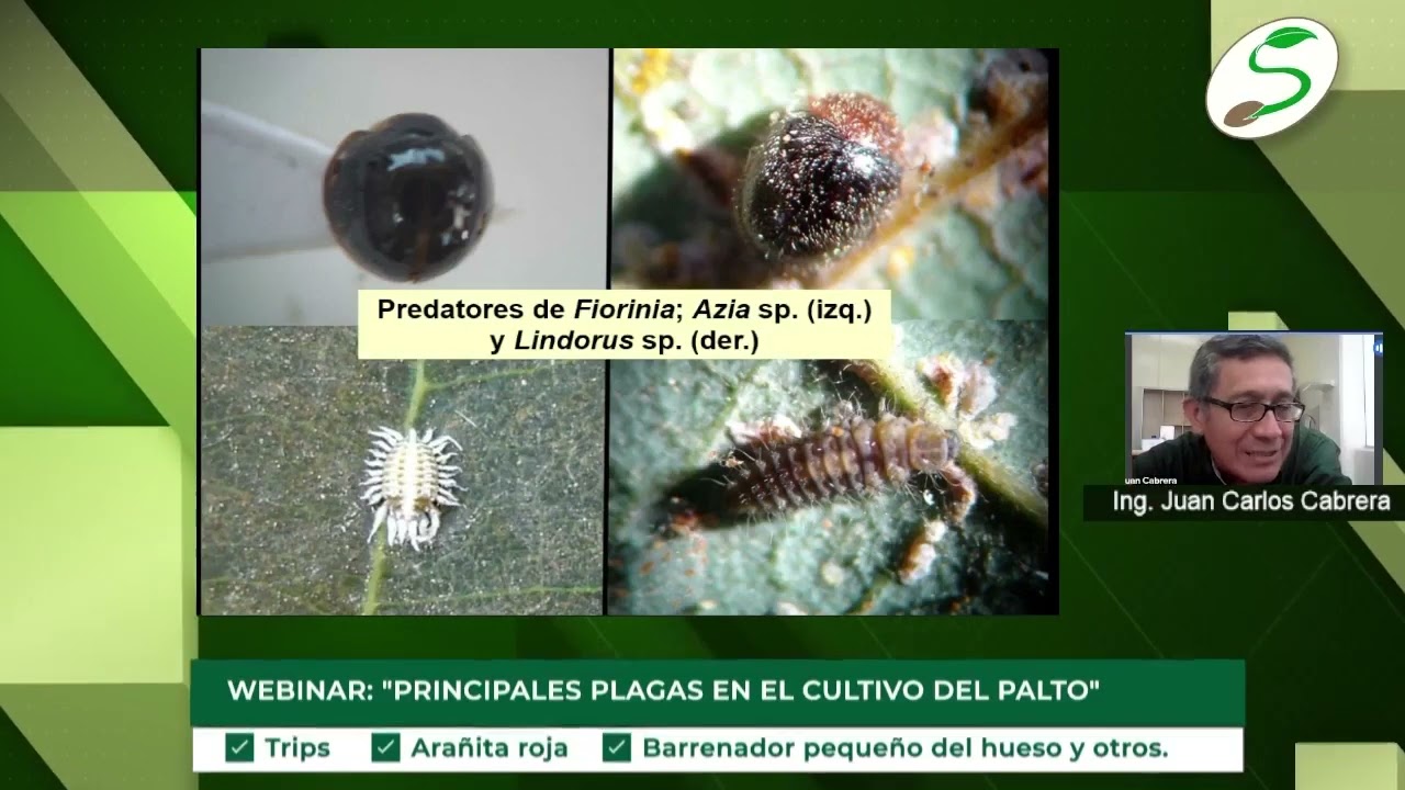 SEDIR: PRINCIPALES PLAGAS EN EL CULTIVO DEL PALTO