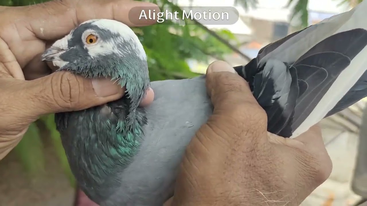 76/300 EPISODE:07 Kattuputhur pitchai muthu pigeon in appan erode kandhaswamy loft by trichy shaik