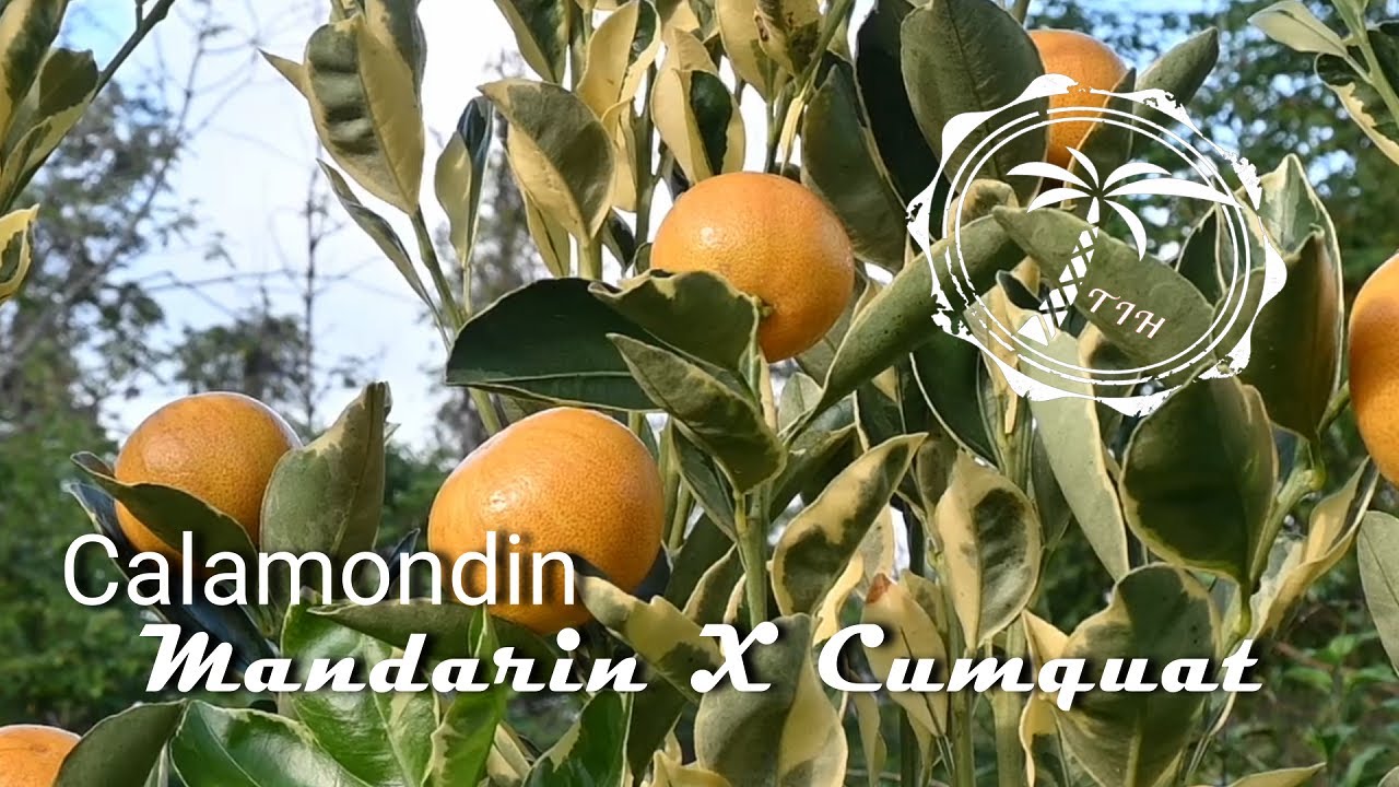 Calamondin Lime: Limeless Lime of Deliciousness