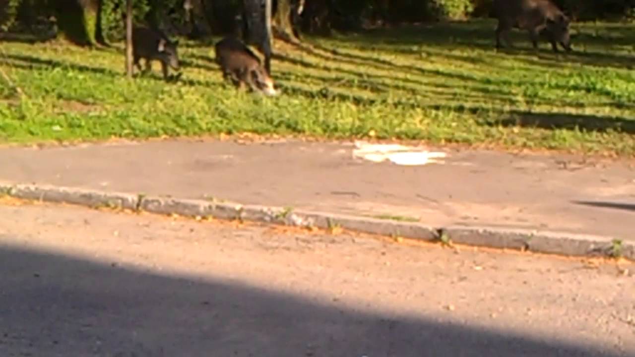 VIDEO0005