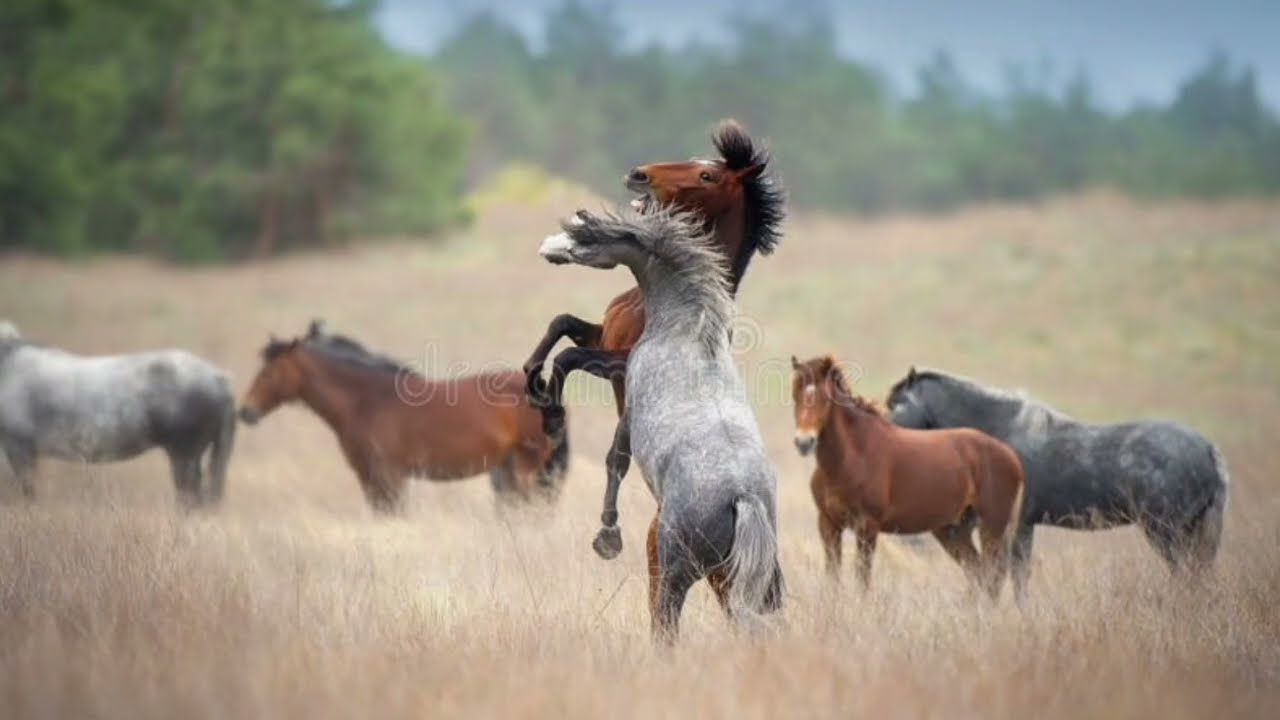 BACKYARD HORSEMANSHIP EPISODE 6 BEHAVIORAL ISSUES #backyard #horsemanship #episode6 #lastepisode 