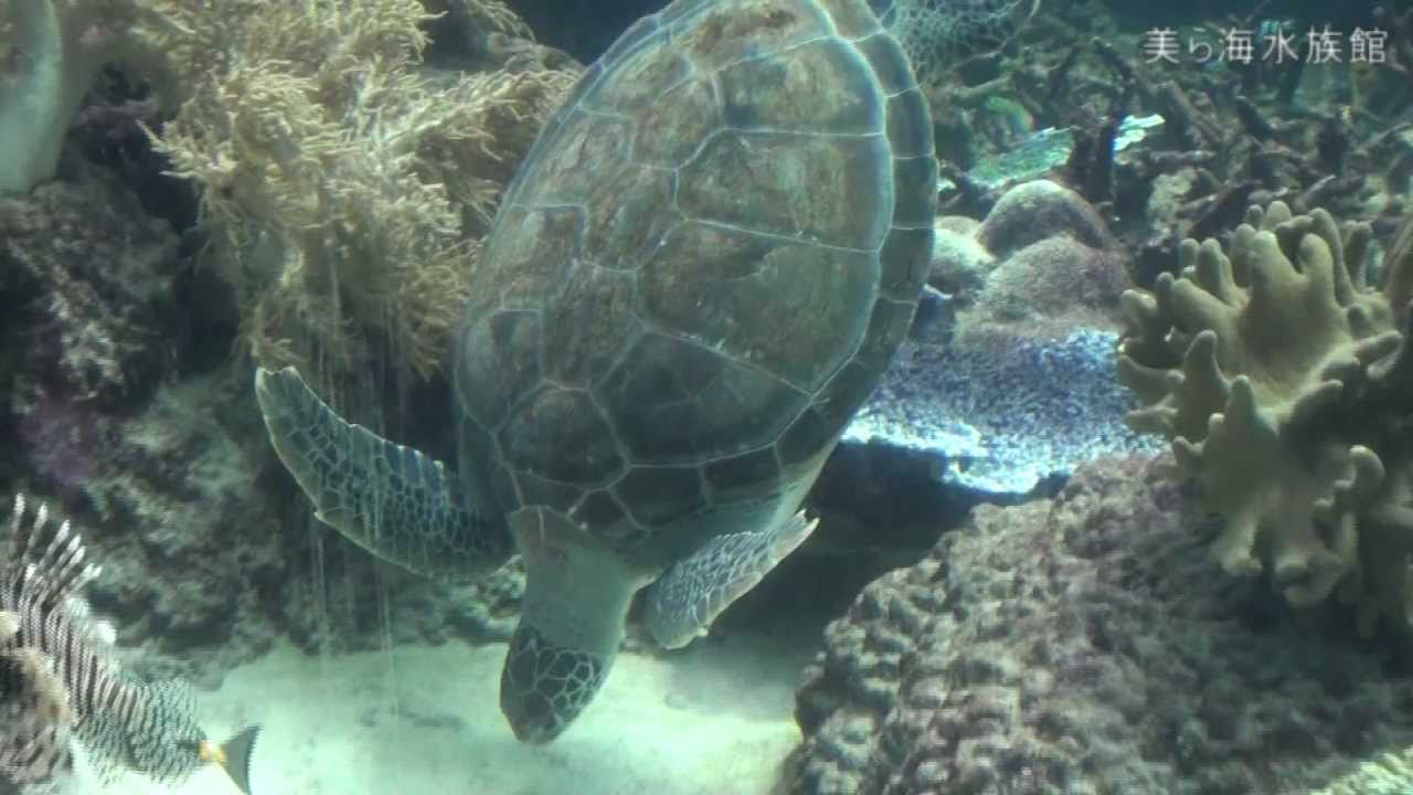 沖縄観光　沖縄美ら海水族館　ほぼ順路をダイジェストで