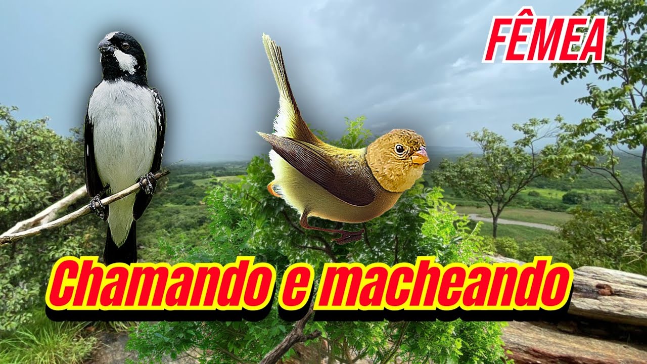 F&ecirc;mea de bigodinho chamando muito e macheando para esquentar