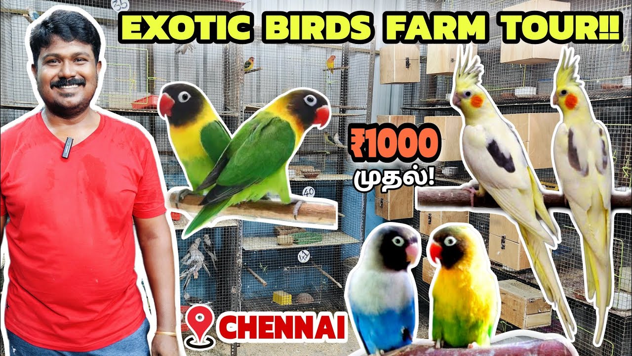 பறவைகள் பண்ணையை சுற்றிப் பார்க்கலாம் வாங்க!!! | Exotic birds farm in tamil | African birds farm |