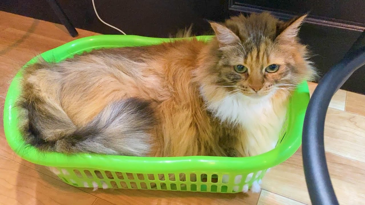 洗濯カゴにすっぽりハマっちゃった猫が可愛すぎるw