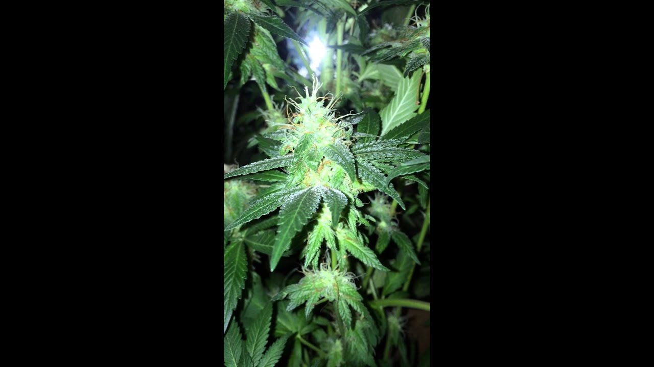 Y GRIEGA MEDICAL SEEDS 47 DIAS DE FLORA INDOOR