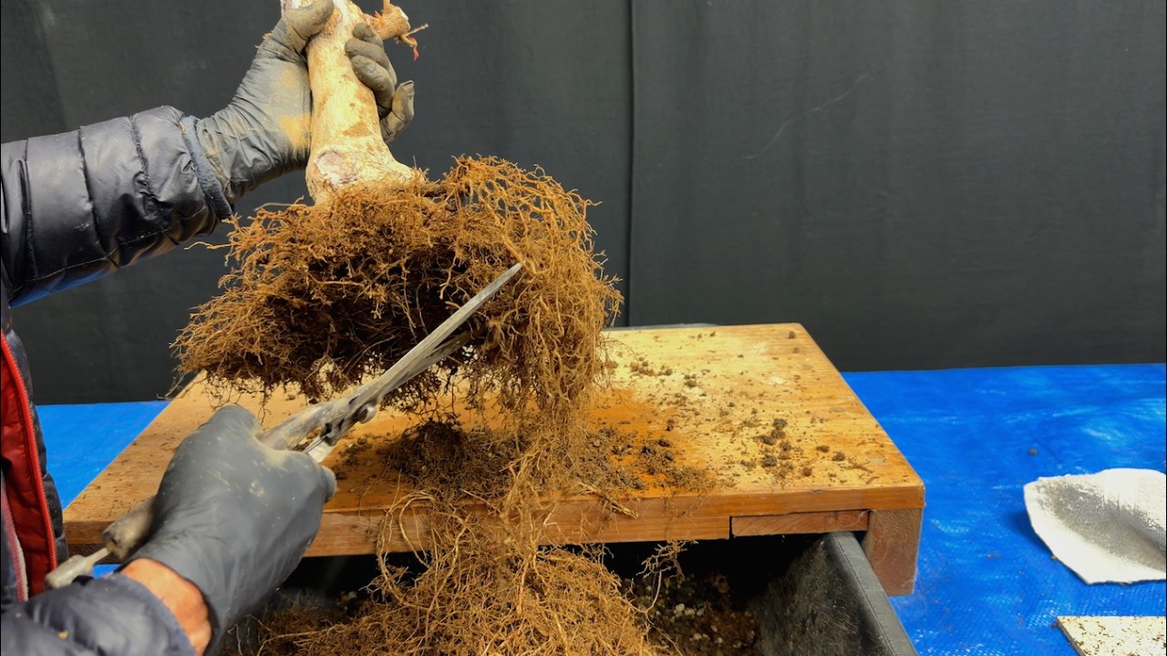 2026 January Seasonal Bonsai Series  Session 17 January 2026 Trident maple repotting
