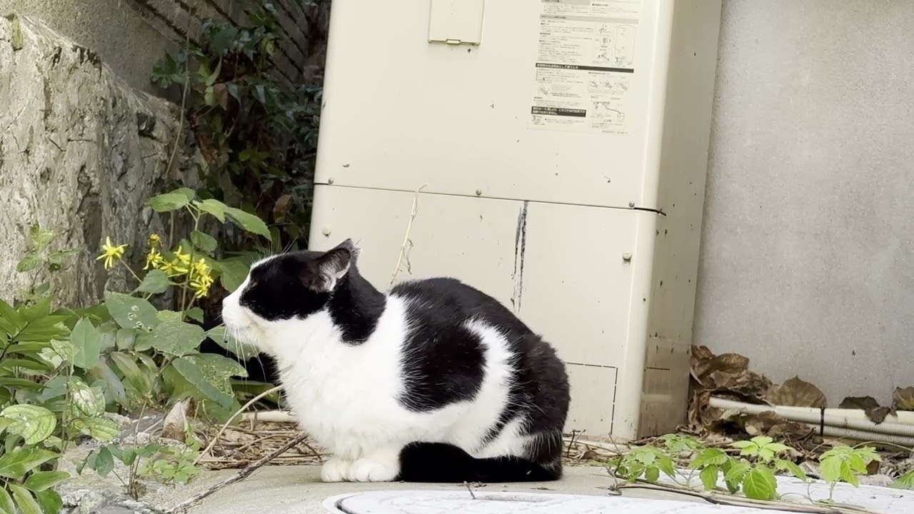 猪木原島の赤煉瓦の近くにいた猫さんたち2
