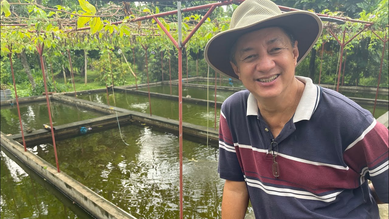 200-300% Return sa Ornamental Fish Breeding