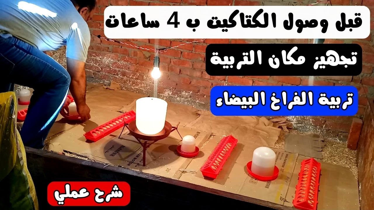 لازم تعمل كدة قبل وصول الكتاكيت ب 4 ساعات أهم فيديو لتحضير مكان تحضين واستقبال كتاكيت بيضاء
