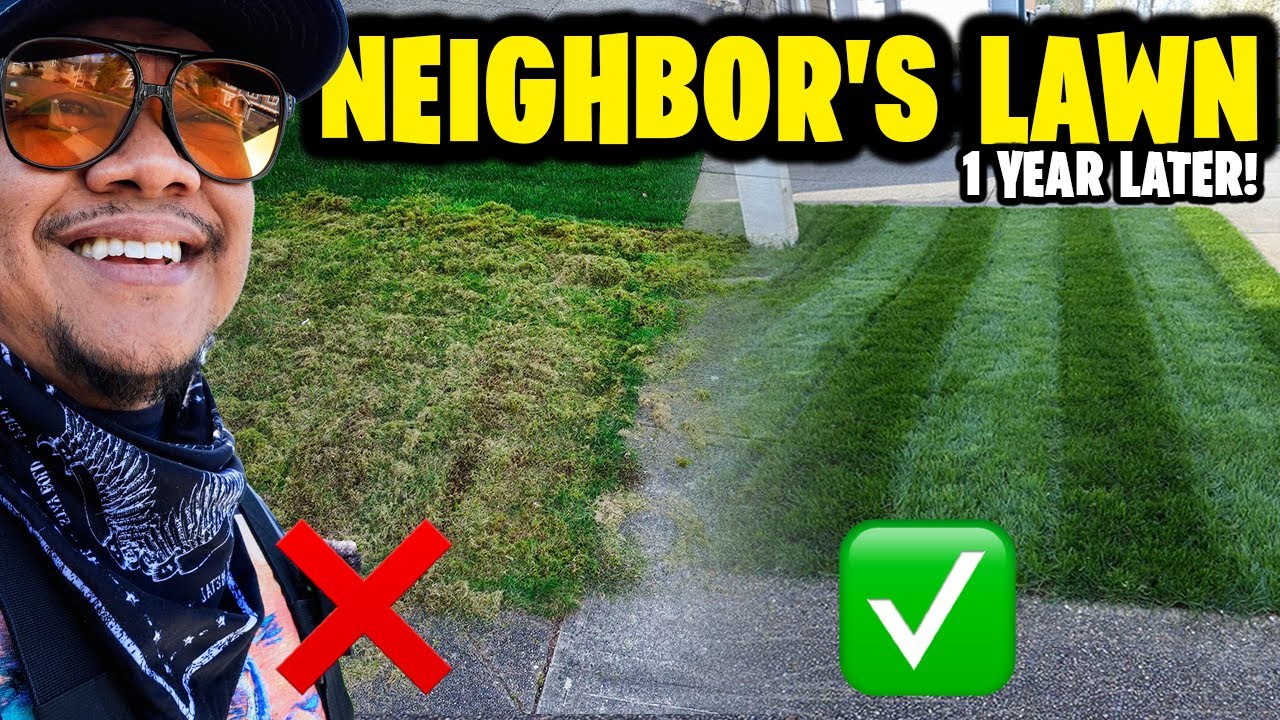 Neighbor's Lawn 1 year after full SPRING RENOVATION ~ Before & After Results!