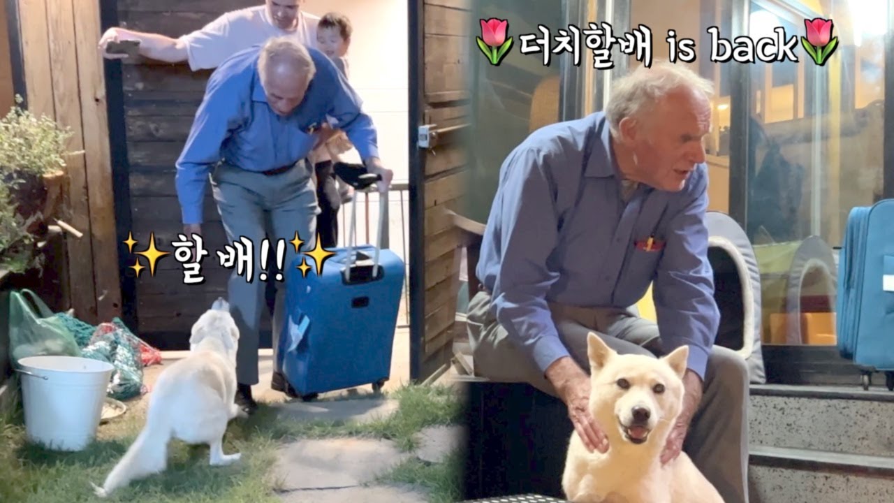 네덜란드 할아버지를 오랜만에 보고 너무 흥분해버린 강아지 | 진돗개가족vlog