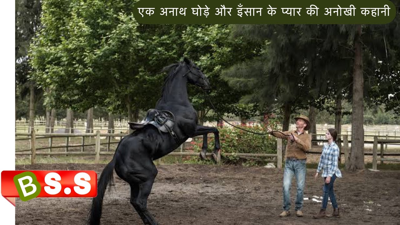 Black Beauty Movie Review/Plot In Hindi & Urdu
