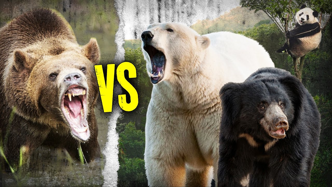 Quel Est La 💥 PUISSANCE du GRIZZLY Face Aux Autres Ours