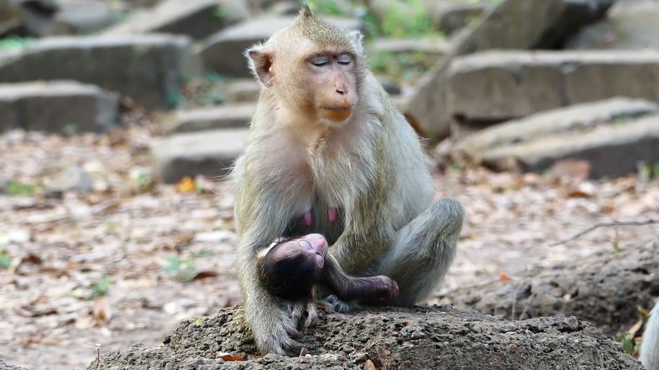 Big family of Brianna monkey, Brindy monkey give birth of baby. 03