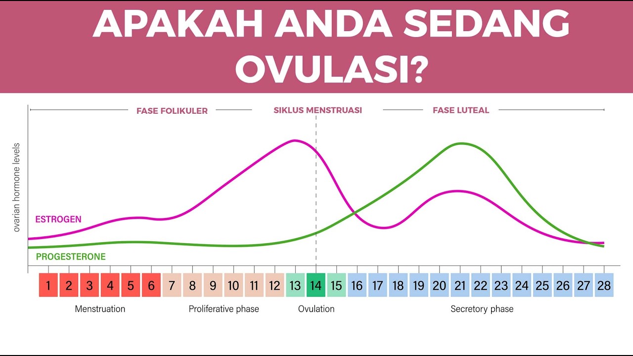 Apakah Anda sedang ovulasi?