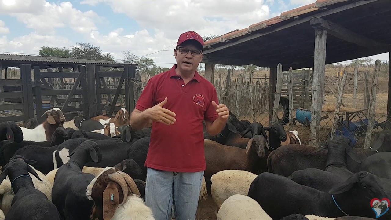 História da pecuária. Como criar ovinos e caprinos de forma simples e eficiente.