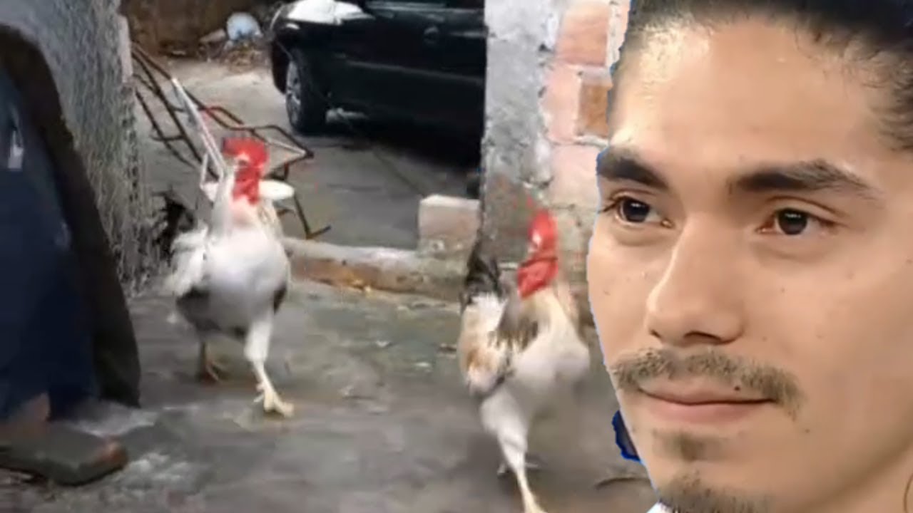 GALOS DO SAMURAI