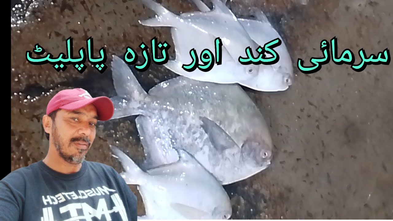 سرمائی کند اور تازہ پاپلیٹ 