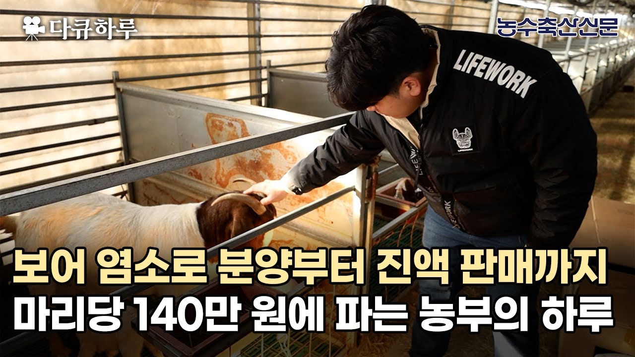 보어 염소로 분양부터 진액 판매까지, 마리당 140만 원에 파는 농부의 하루 | 다큐하루 EP.10