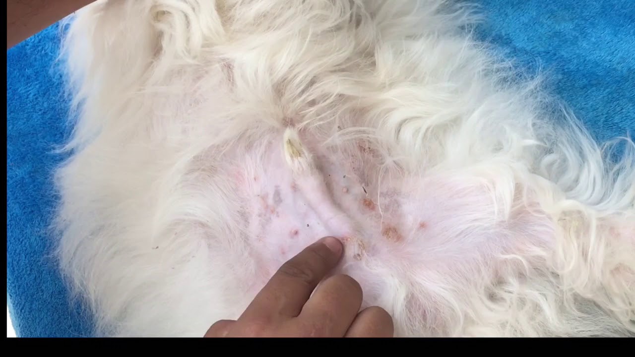 Alergia en la piel (tratamiento) | La Casita de los Shih Tzu