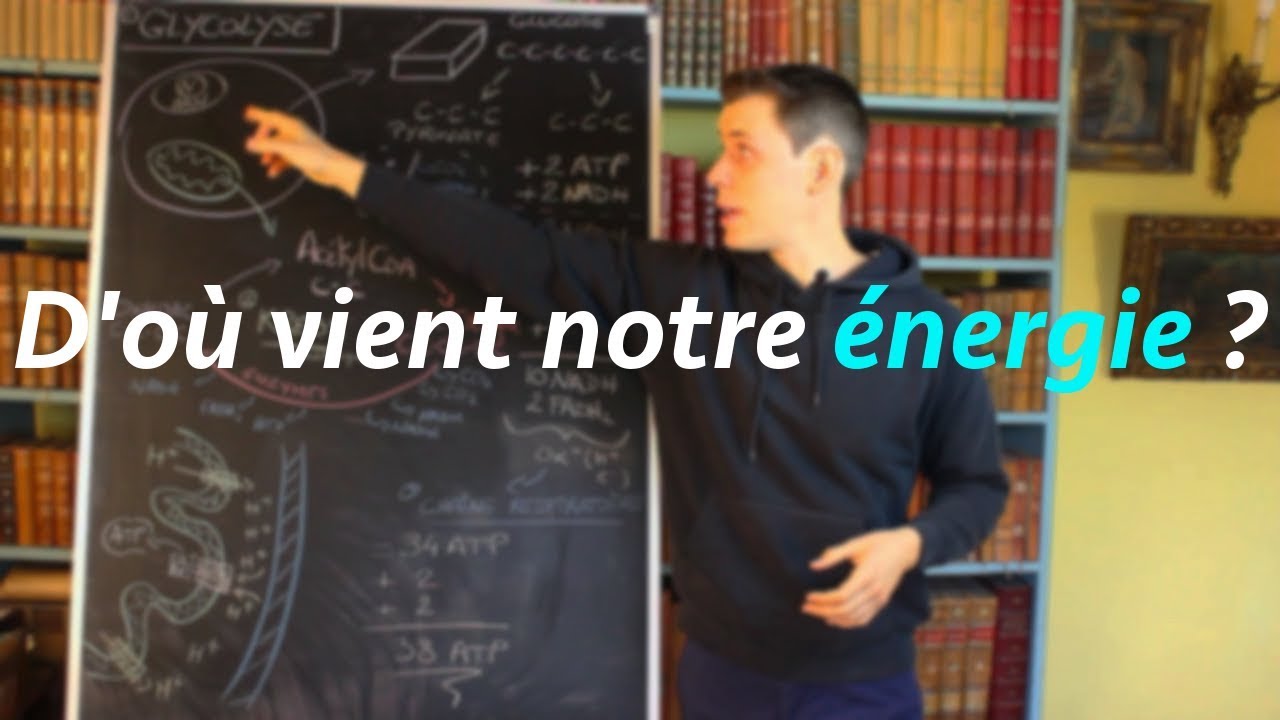 La production d'énergie: respiration cellulaire
