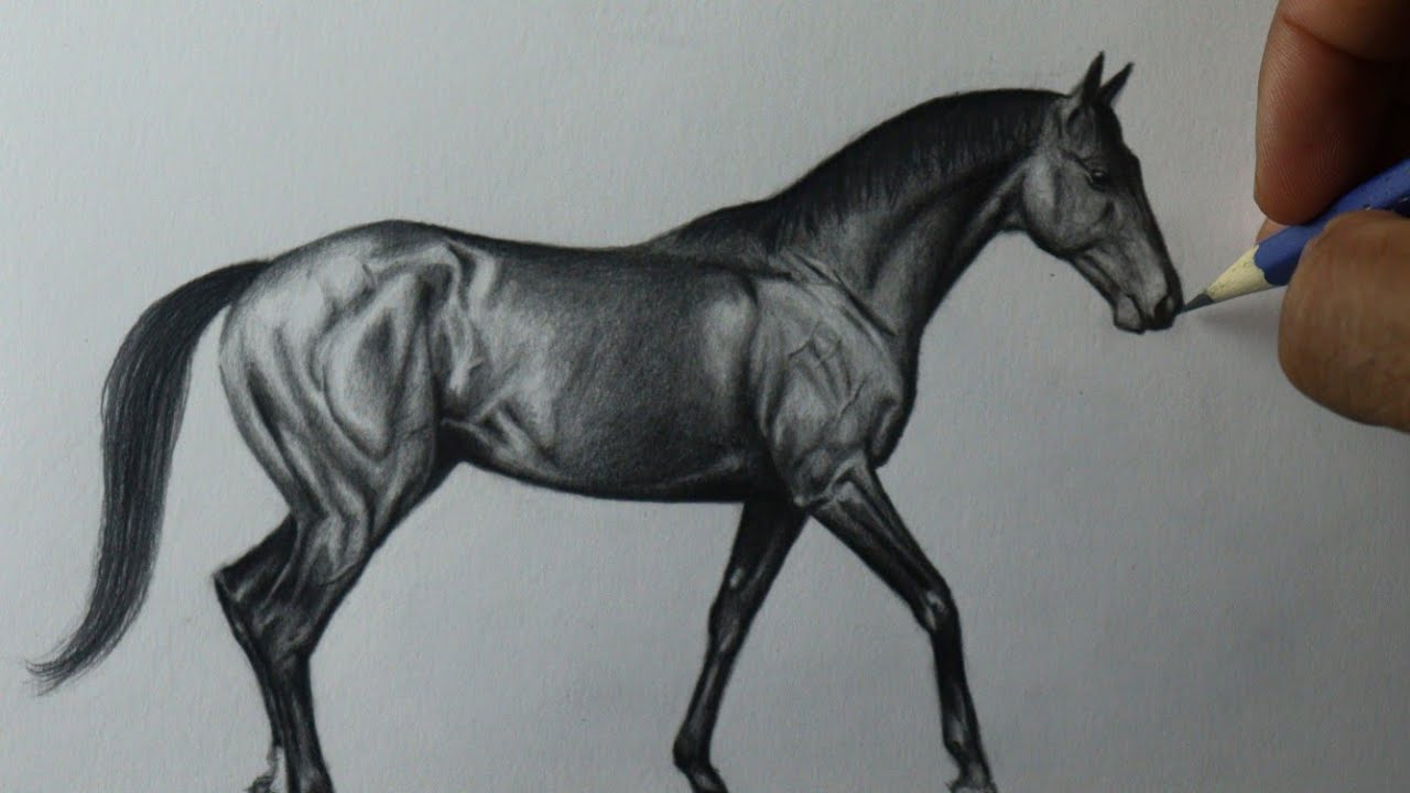 Como desenhar um Cavalo Puro Sangue Inglês - PASSO A PASSO - narrado