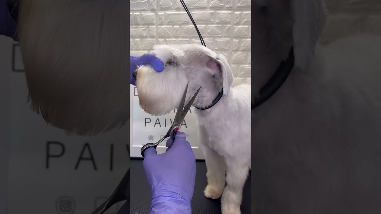 WoW 🤩 SCHNAUZER ❤️ #schnauzer #doggroomingtips #shorts