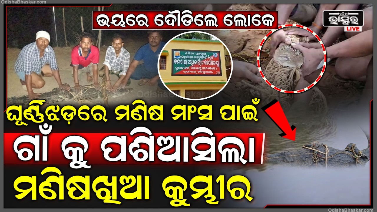 ମଣିଷମାଂସ  ପାଇଁ ପାଗଳ ହୋଇ ଗାଁକୁ ପଶିଆସିଲା କୁମ୍ଭୀର... ଭୟରେ ବଉଳା କୁମ୍ଭୀର ଦେଖି ଦୌଡିଲେ ଲୋକେ...