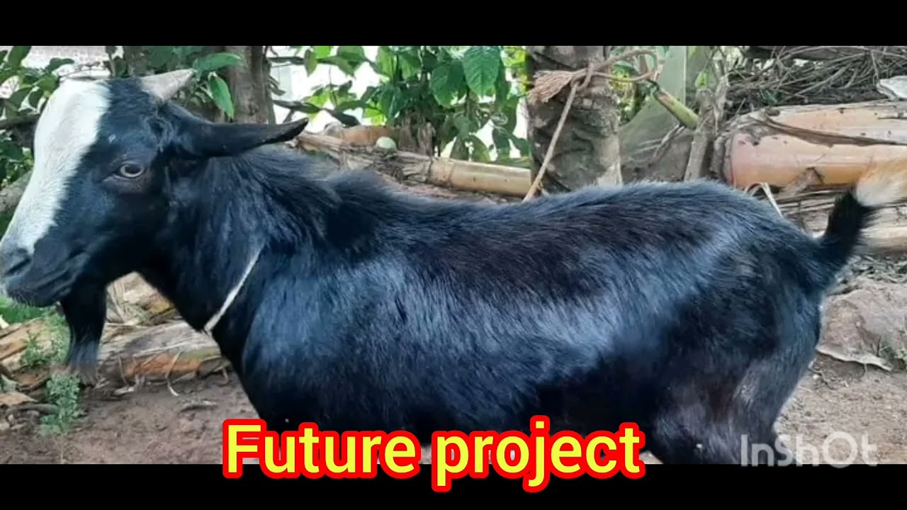 The various common breeds of goats kept on the farm in Africa 🙏🙏 future dream 