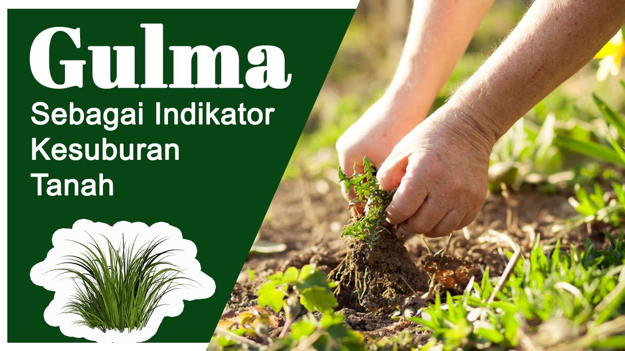 Mengenal Cara Mendeteksi Kesuburan Tanah dari Gulma yang Tumbuh di kebun kita!
