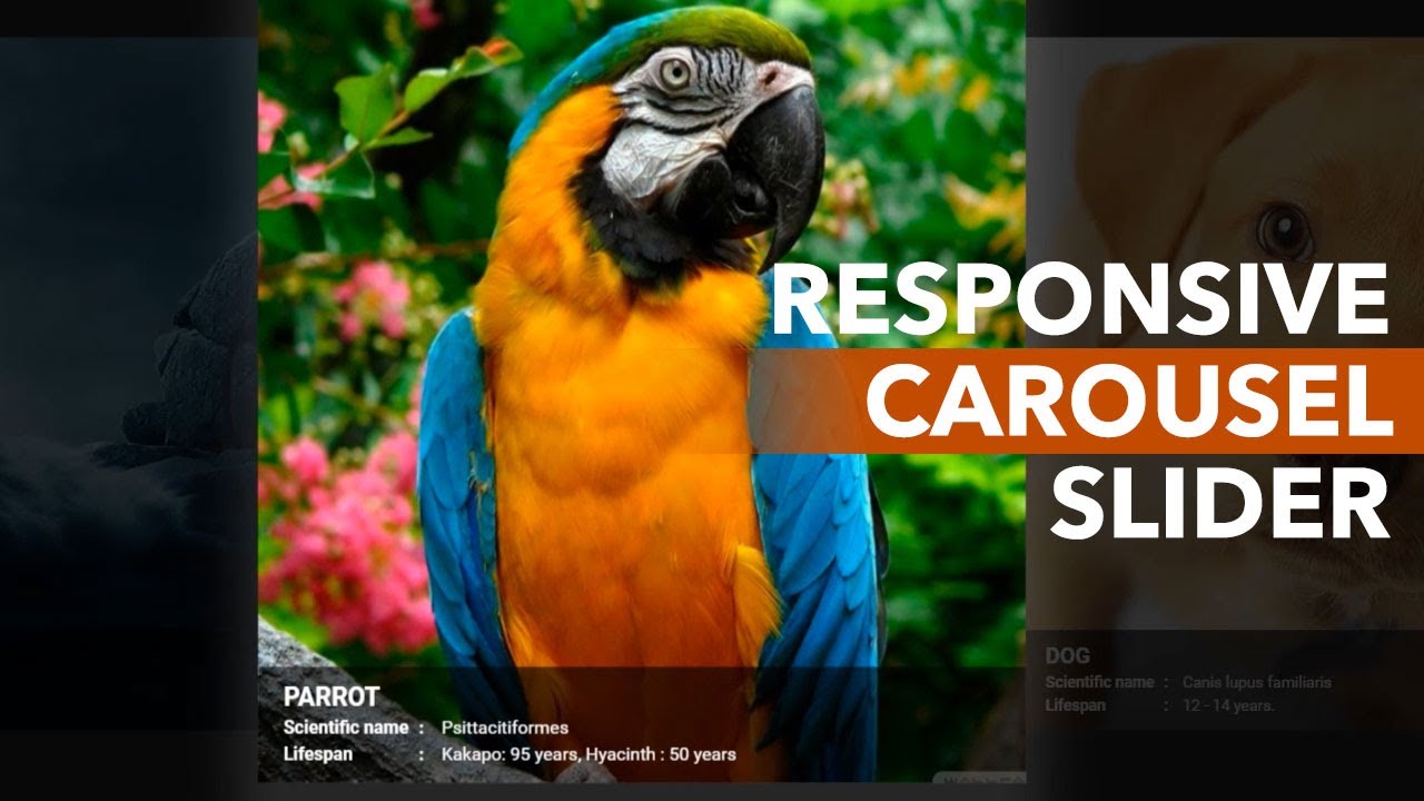 HOW TO MAKE RESPONSIVE CAROUSEL SLIDER (jQuery and Owl Carousel)