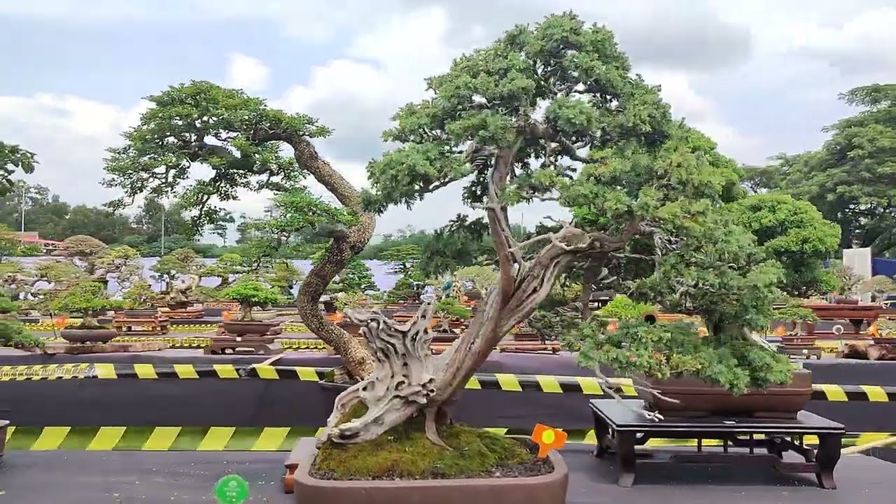 Beautifull Bonsai Indonesia