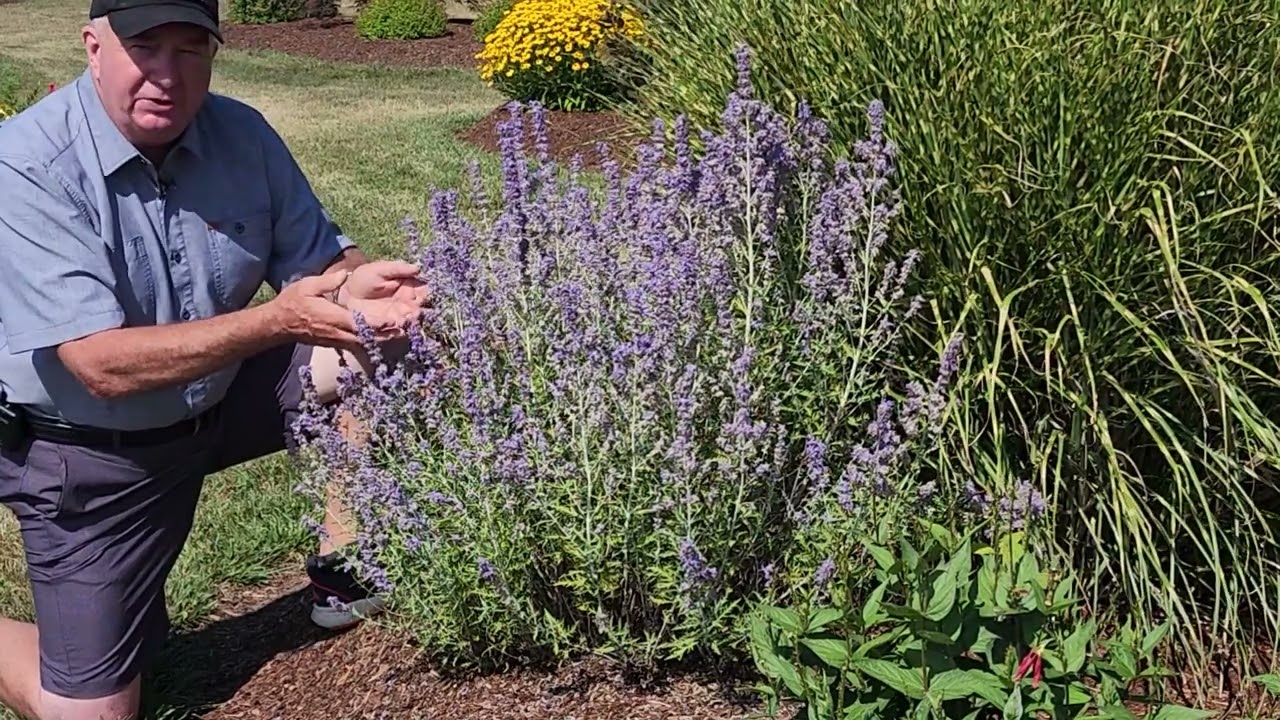 The Elegant Simplicity Of White Gardens | Garden Center | Stratford CT