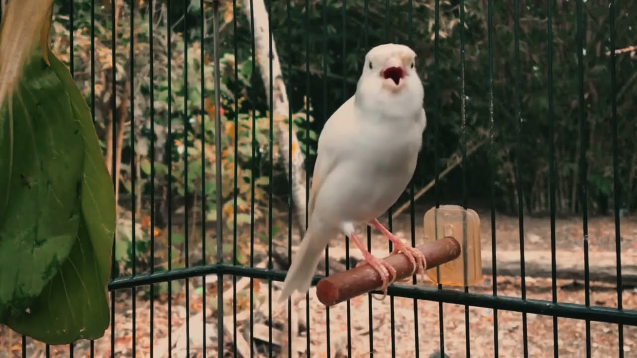 Canário Cantando ALTO e Constante para Estímulo de Outros Pássaros