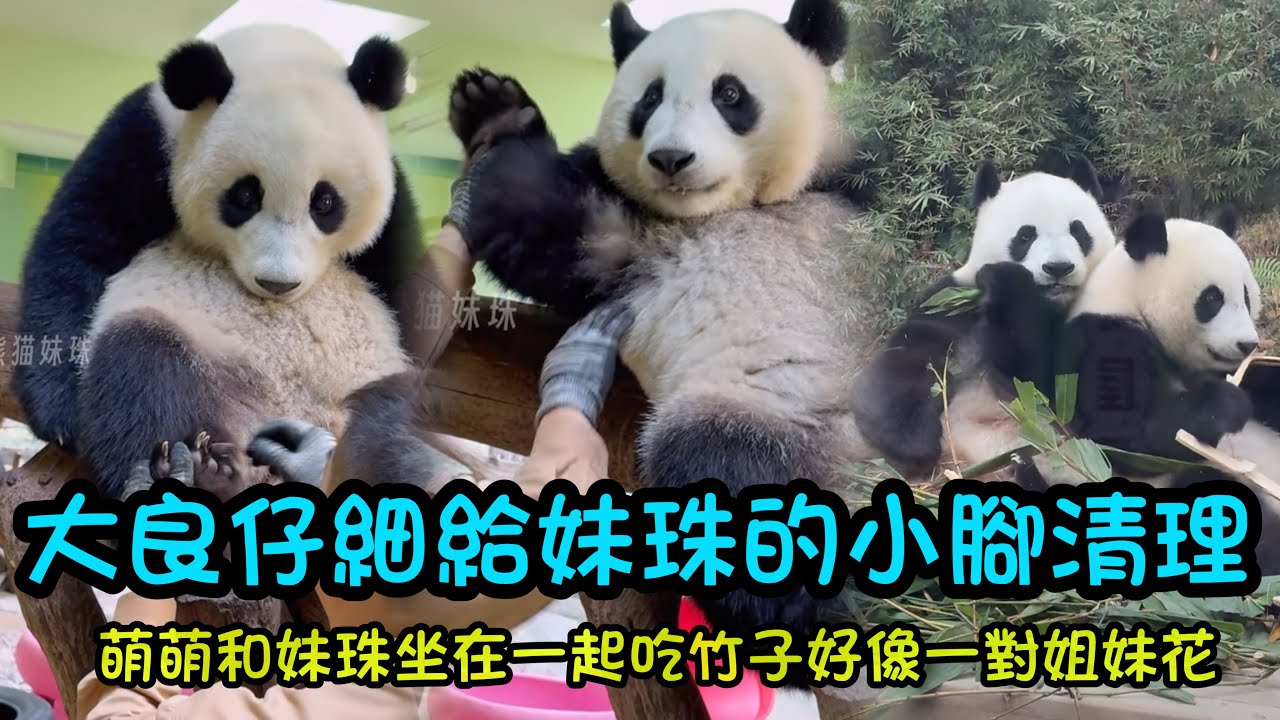 2月21日 大年初五 大良一早給大家展示妹珠的咯吱窩毛髮是黑色的，起床後妹珠和媽媽在外場吃竹葉#大熊貓妹珠 #熊貓妹珠 #panda #cutepanda 