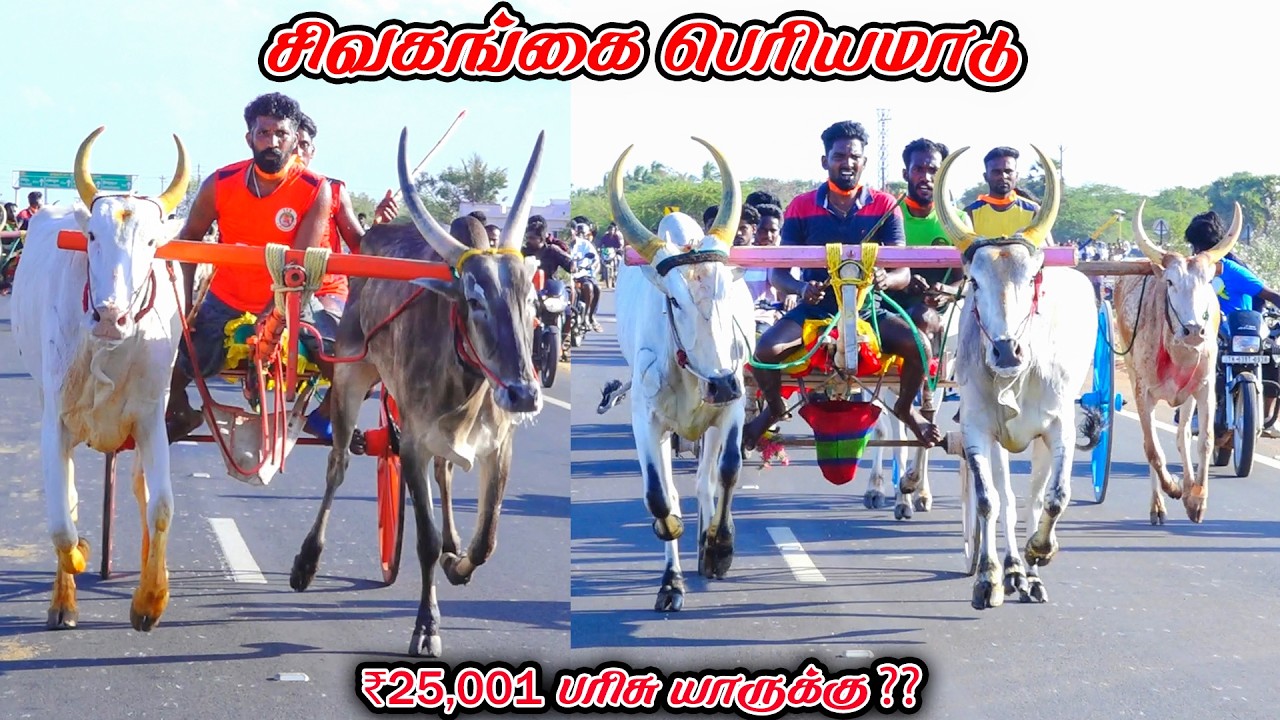 6சிவகங்கை-பெரியமாடு-பந்தயம்_15.03.2026_V_Photography