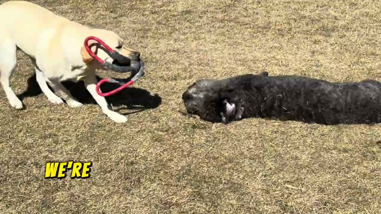 Doggie Daycare at the Mutt Master Mansion with Auggie the Yellow Labrador and Russo the Labradoodle