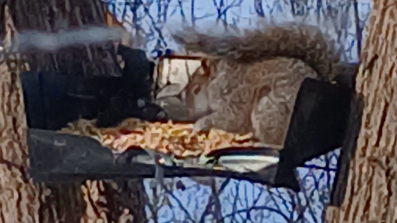 Nature Watching