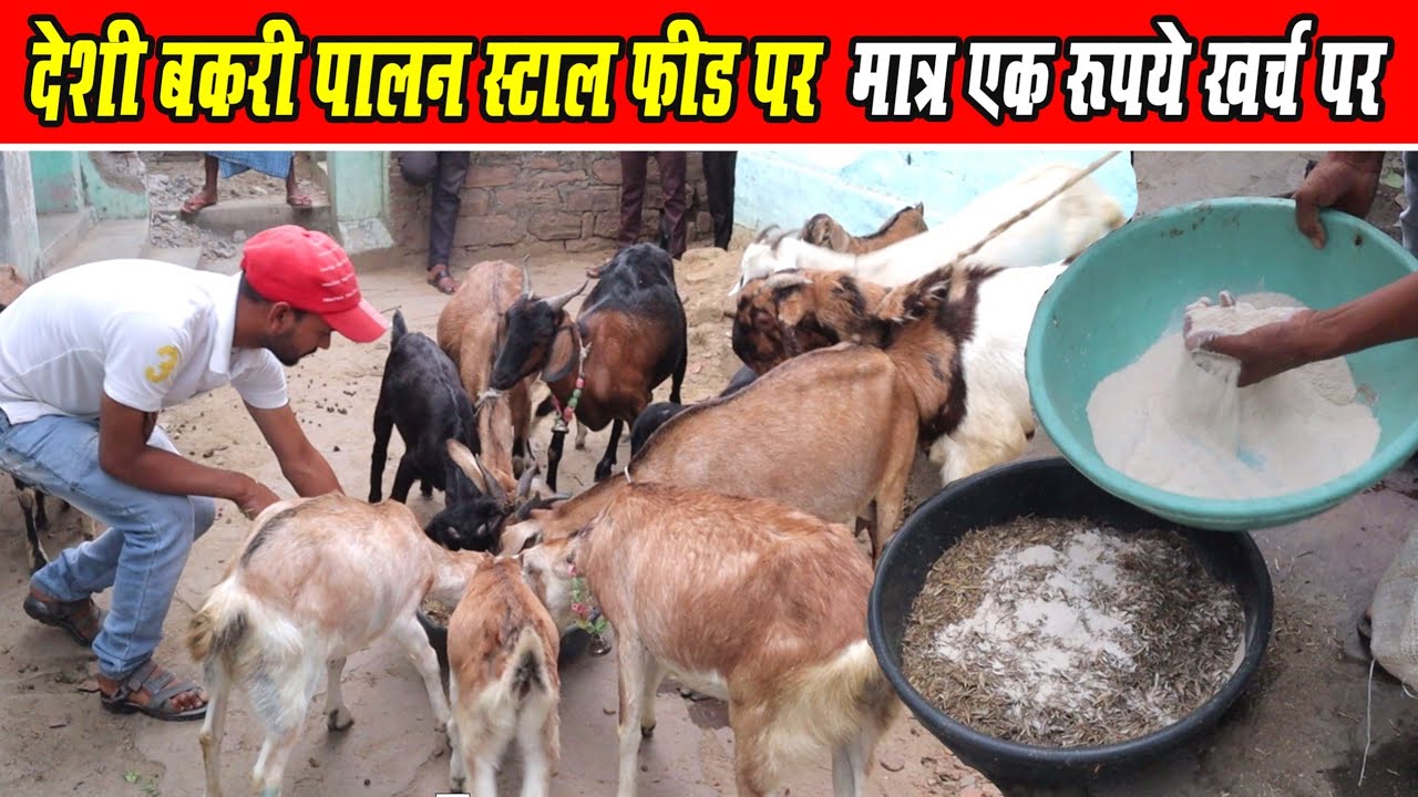 । देशी बकरी पालन स्टाल फीड पर ।।deshi bakri palan stall feed par।