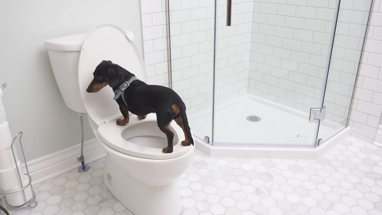 Ep 49: Dogs on QUARANTINE, Part 3 — WE'RE FREE! (Almost...)