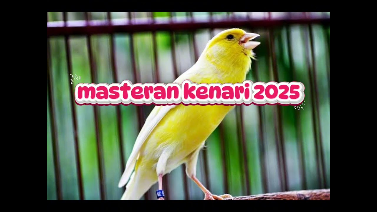 Masteran kenari 2025 gacor tanpa jeda
