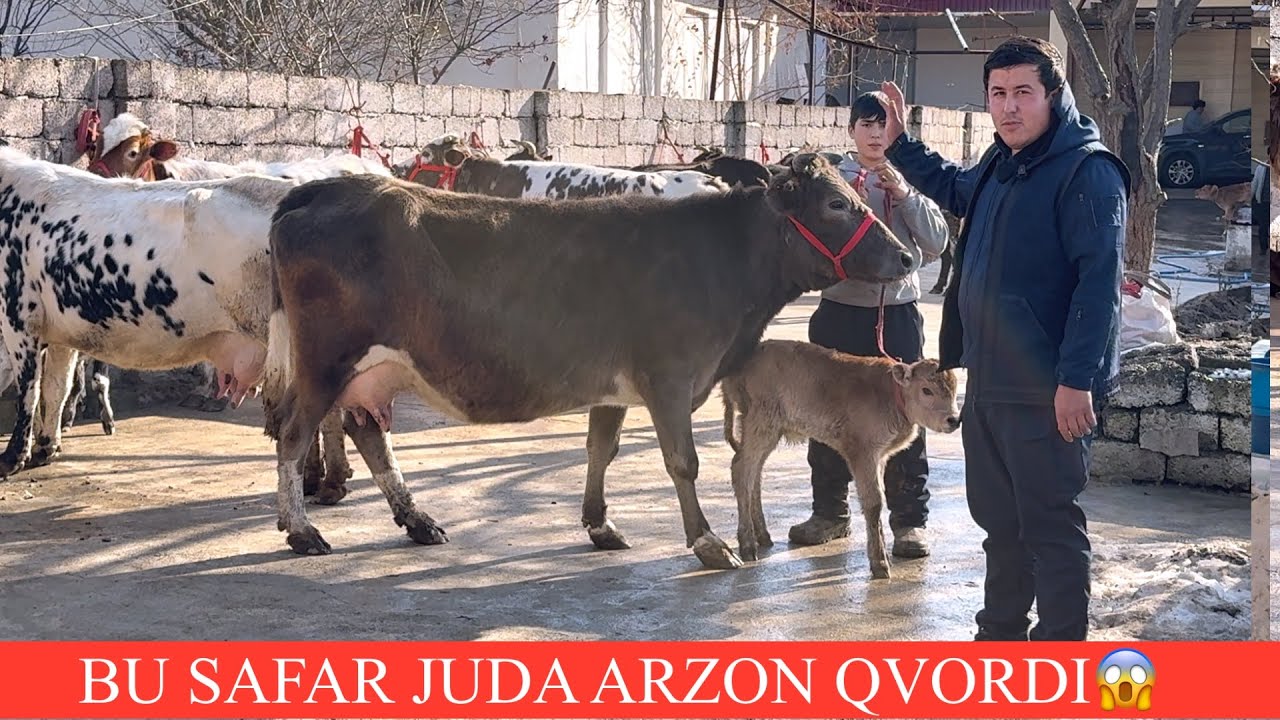 ROʻZIVOY😱F🤝ROSDAN SHU NARXGA✊UTA ARZON BOʻPKETDI SHOSHILING ONA BOLA SGIRLAR🏃
