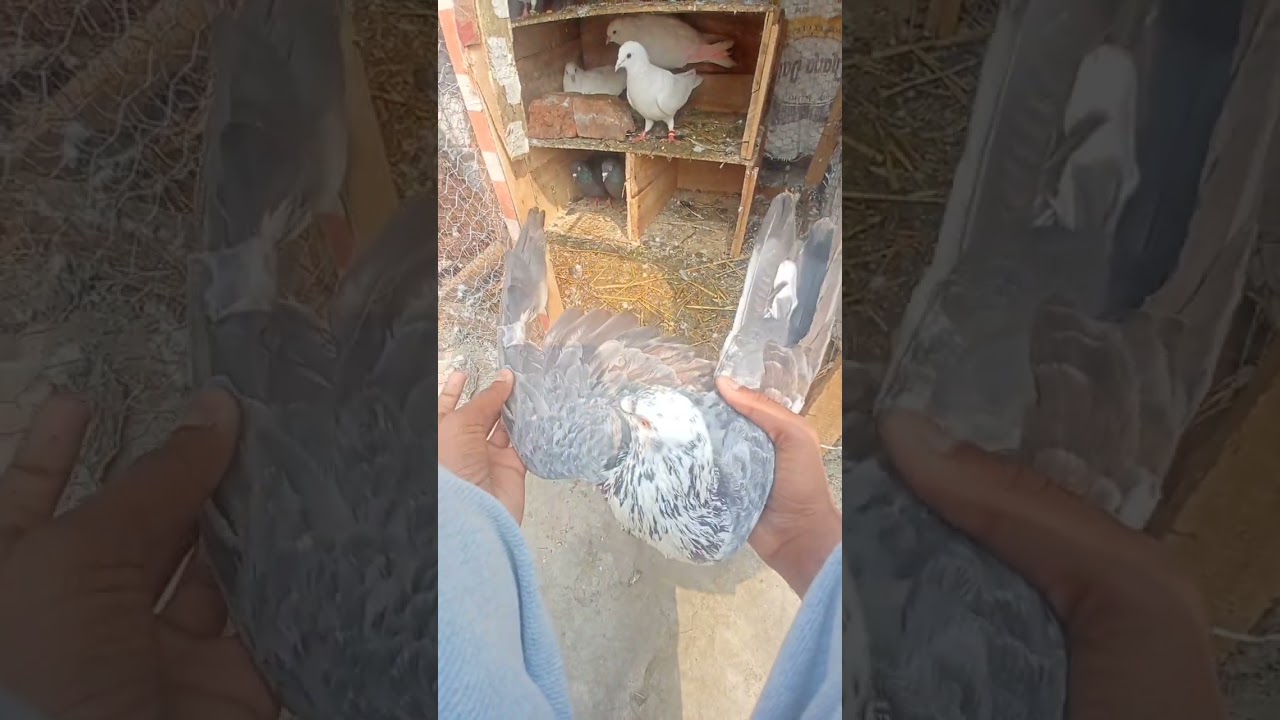 please viral my video 