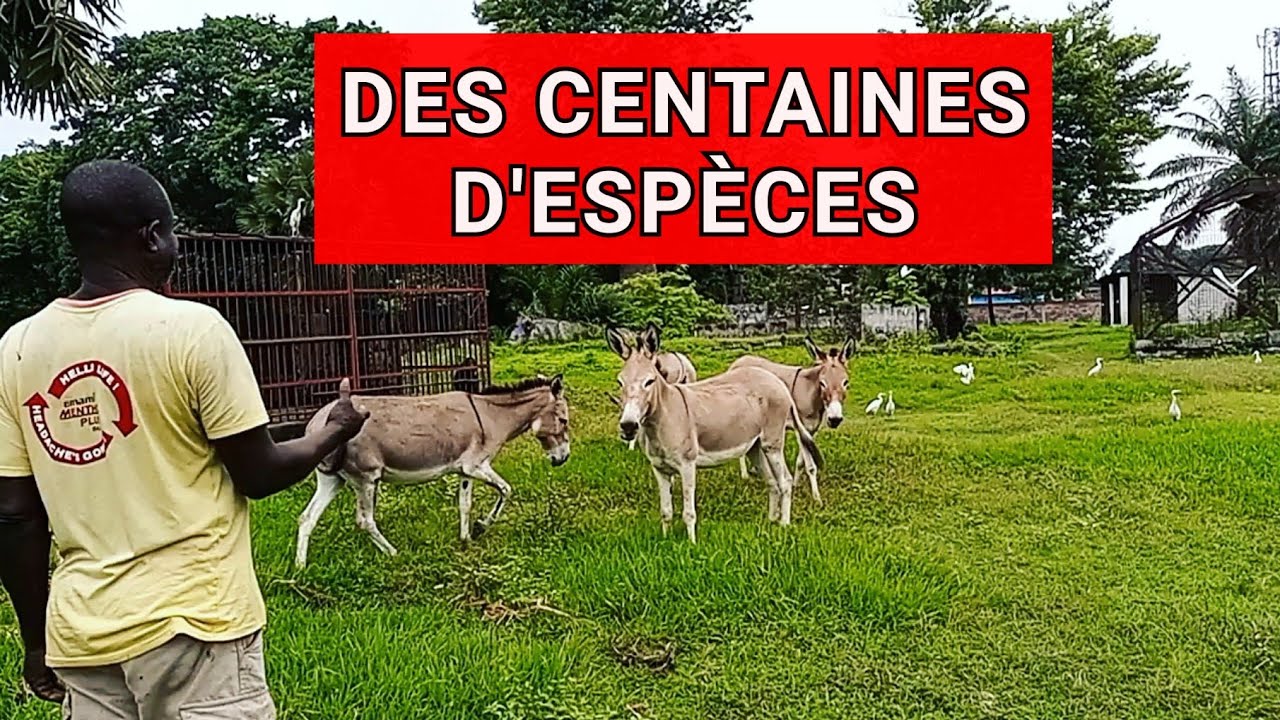 Jardin Zoologique de Kinshasa,  Des espèces d'animaux rares #kinshasamaps